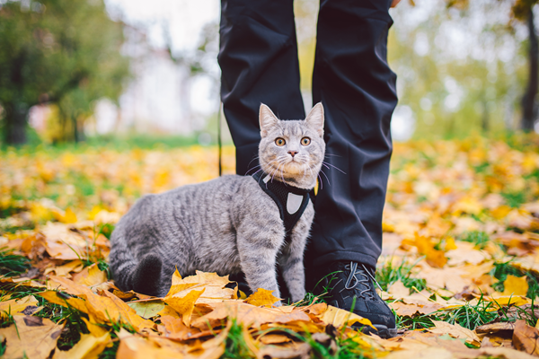 The Benefits and Risks of Taking Your Indoor Cat Outside on a Leash 